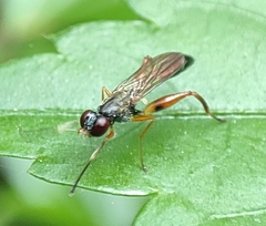Megamerinidae