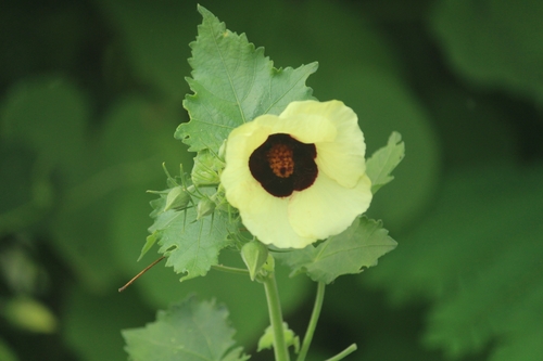 Image of Hibiscus vitifolius by no rights reserved