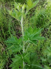 Delphinium retropilosum