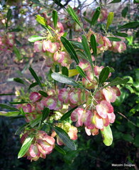 Dodonaea viscosa angustifolia