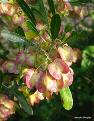 Dodonaea viscosa angustifolia