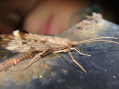 Schizopelex cachetica