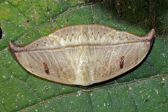 Drepaninae
