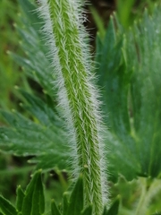 Delphinium retropilosum