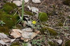 Gagea pusilla