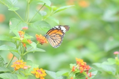 Danaus genutia