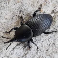 Scyphophorus