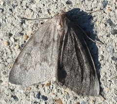 Lambdina pellucidaria