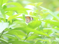 Danaus genutia