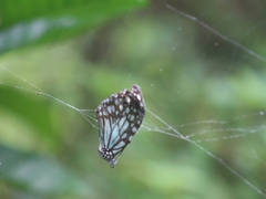Tirumala limniace
