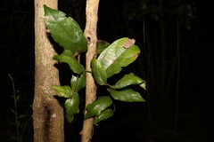 Aristolochia praevenosa