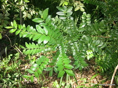 Zanthoxylum humile