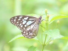 Tirumala limniace