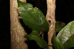 Aristolochia praevenosa