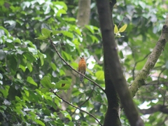 Geokichla citrina