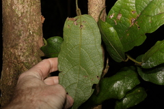 Aristolochia praevenosa