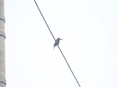 Halcyon smyrnensis
