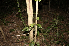 Aristolochia praevenosa