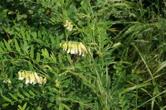 Limenitis sydyi