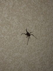 Erginulus subserialis