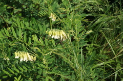 Limenitis sydyi