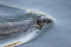 Common Water Rat photo 5