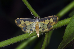 Nistra coelatalis