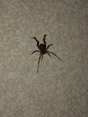 Erginulus subserialis