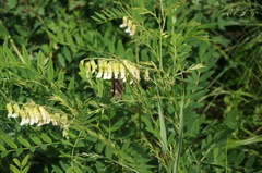 Limenitis sydyi