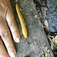 Ariolimax brachyphallus