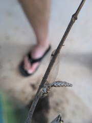 Ululodes macleayanus