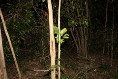 Aristolochia praevenosa