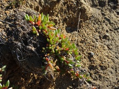 Disphyma australe australe