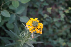 Erysimum amurense