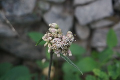 Syneilesis aconitifolia