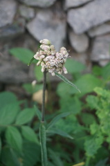Syneilesis aconitifolia