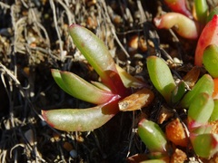 Disphyma australe australe