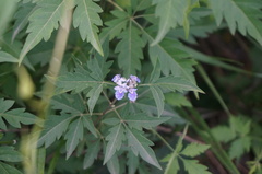 Vitex negundo heterophylla