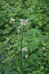 Syneilesis aconitifolia