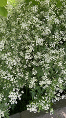 Anthriscus sylvestris
