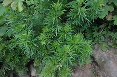 Artemisia selengensis