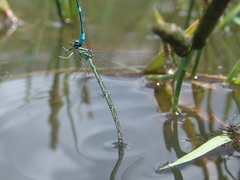 Coenagrion hastulatum