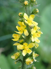 Agrimonia procera