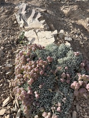 Physoptychis caspica