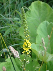 Agrimonia procera