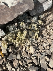 Physoptychis caspica