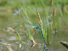 Coenagrion hastulatum