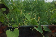 Aristolochia contorta