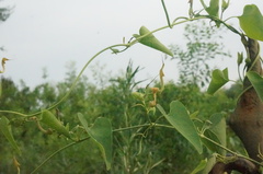 Aristolochia contorta
