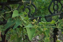 Aristolochia contorta